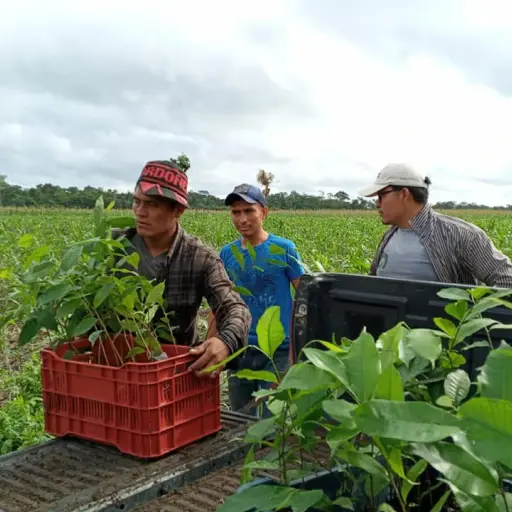 Reforoestacion-La-colorada-octubre-2023.jpg ,