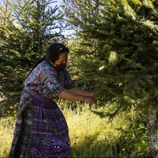 Plantaciones-pinabete-noviembre-2023-scaled-1.jpg ,