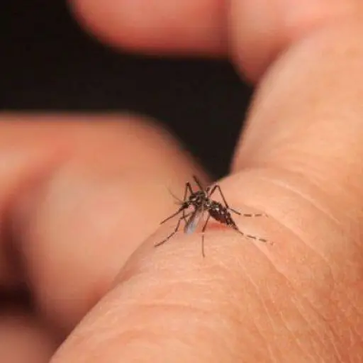 dengue-Emisoras-Unidas-Guatemala.jpg ,