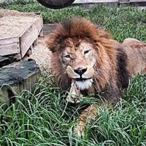 Simba-a-punto-de-ser-sacrificado-foto-editada.jpg ,