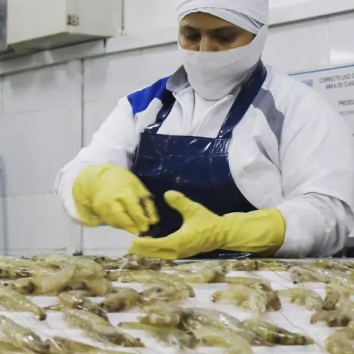 industria-camaronera-camarones-guatemala-emisoras-unidas.jpg ,