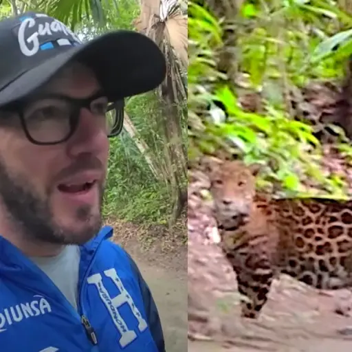 turista-argentino-se-topa-de-frente-con-jaguar-tikal.jpg ,