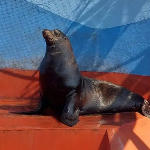 Leon-Marino-Zoologico-La-Aurora.jpeg ,