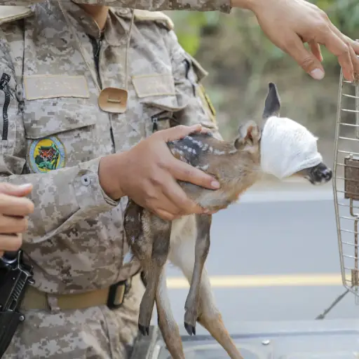 venado-rescatado-incendio-volcan-agua-emisoras-unidas.jpg ,