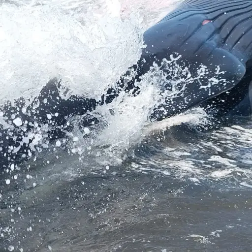 ballena-muerta-monterrico-emisoras-unidas.jpeg ,