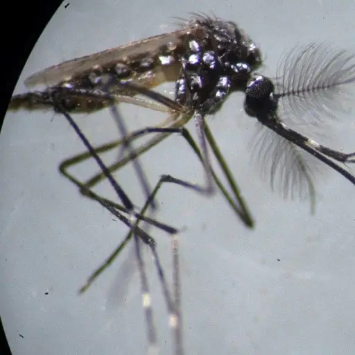 pandemia-covid-19-aumenta-riesgo-enfermedades-transmitidas-mosquitos-emisoras-unidas.jpg ,