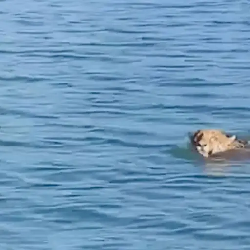 jaguar-nadando-rio-izabal.png ,