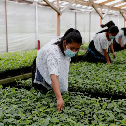 agricultura-siembras-fao-emisoras-unidas.jpg ,