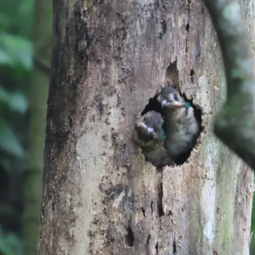 Crias-de-quetzal-captadas-en-San-Marcos.jpg ,
