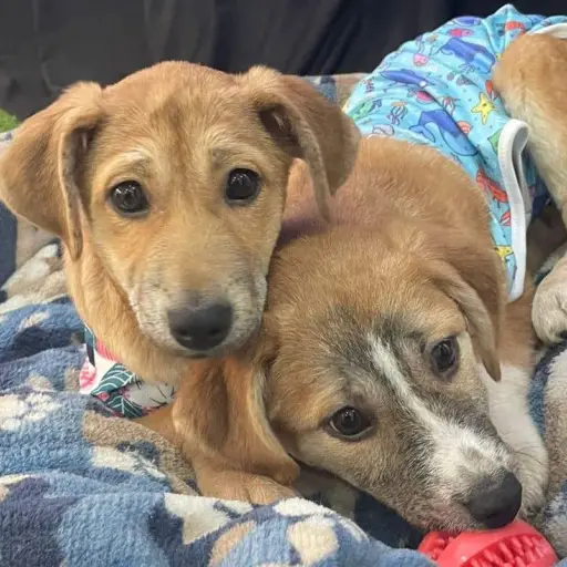 Perritos-para-adopcion-web.jpg ,