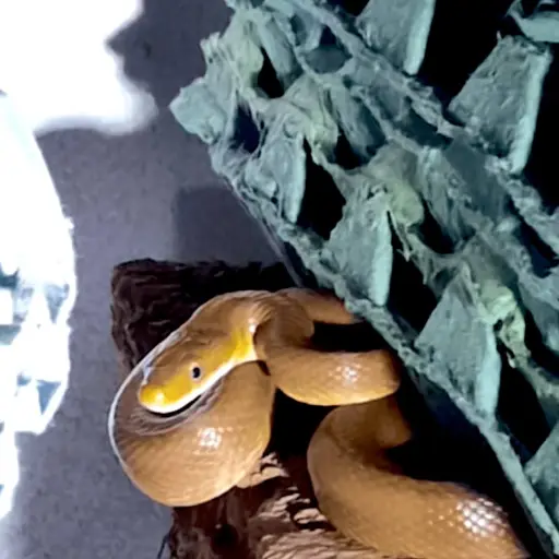 serpiente-localizada-cocina-sacatepequez.png ,