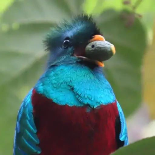 Avistamiento-del-Quetzal-en-el-Altiplano-Occidental-003-web.jpeg ,