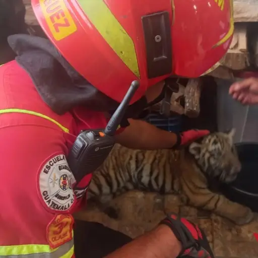 rescate-tigre-villa-nueva-emisoras-unidas.jpeg ,