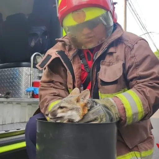 rescate-zorro-zona-12-emisoras-unidas.jpeg ,