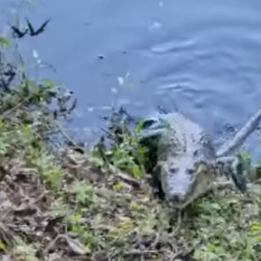 cocodrilo-Peten.png ,