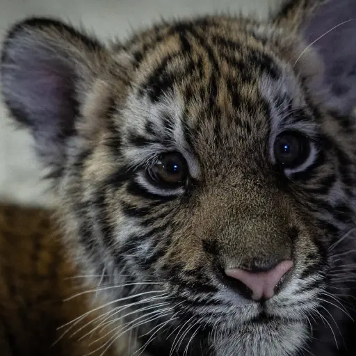 asha-tigresa-bengala-rescatada-villa-nueva-emisoras-unidas1.jpg ,