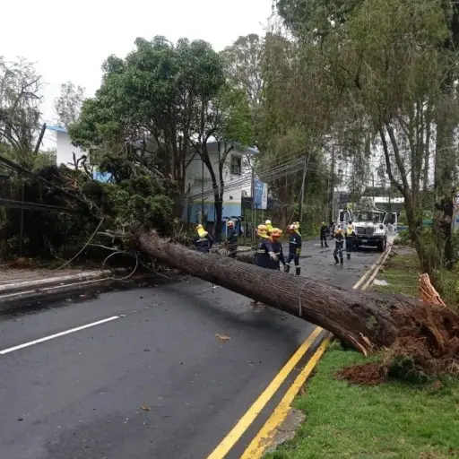 arbol-cae-zona-16-emisoras-unidas.webp ,
