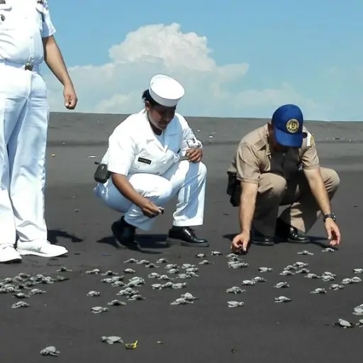 Liberacion-de-parlamas-en-los-puetos-de-Guaatemala.-Foto-del-Ejercito-de-Guatemala.jpg ,