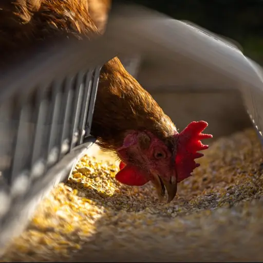 oms-en-caso-pandemia-gripe-aviar-habria-vacunas-cuatro-meses-emisoras-unidas.jpg ,