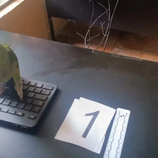 Loros-que-se-ofrecian-a-la-venta-en-las-redes-sociales-Foto-Conap.jpeg ,