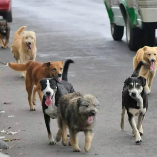 perros-callejeros.jpg ,