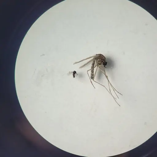 Mosquito-culicoides-paraensis-foto-OPS.jpg ,