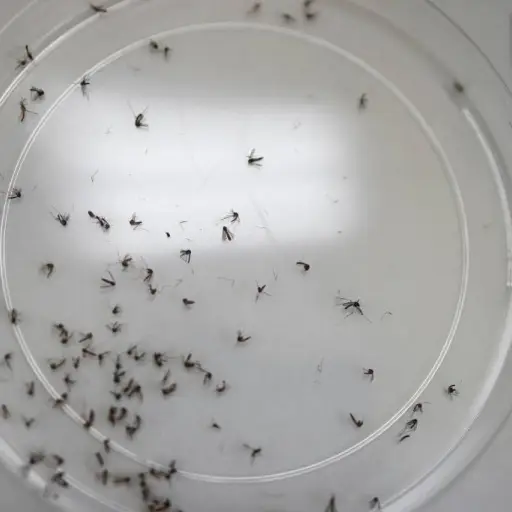 dengue-zancudos-emisoras-unidas1.webp ,