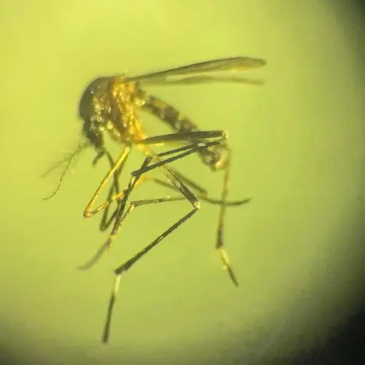 dengue-zancudos-emisoras-unidas2.webp ,