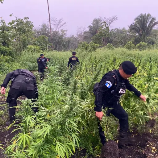 Erradicacion-de-marihuana-en-Peten-1.jpeg ,