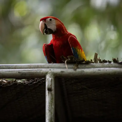 liberacion-guacamayas-guatemala-emisoras-unidas21.jpg ,