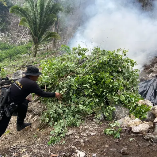 Erradicacion-de-drogas-en-Izabal.jpeg ,