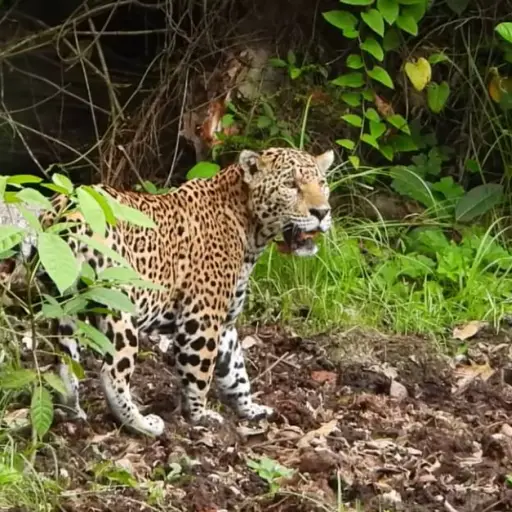 jaguar-sorprende-a-turistas-en-tikal.webp ,