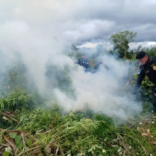 Incineran-sembradios-de-marihuana-en-Totonicapan-y-Santa-Lucia-La-Reforma-PNC.jpeg ,