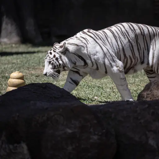 tigres-santuario-zoologico-guatemala-emisoras-unidas.jpg ,