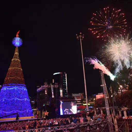 Arbol-Gallo-2024-17-11-2024-9.jpeg ,