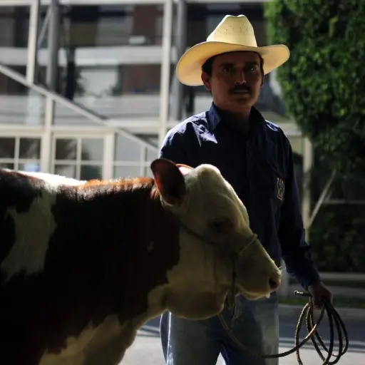 ganado-gusano-barrenador-emisoras-unidas.png ,