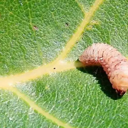 primera-muerte-gusano-barrenador-centroamerica.webp ,