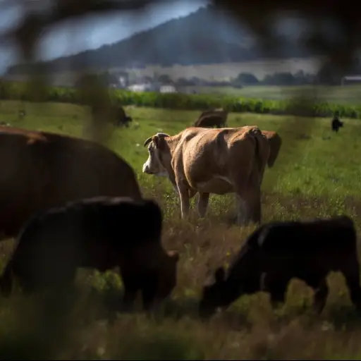ganado-vacas-animales-gusano-barrenador-emisoras-unidas.webp ,