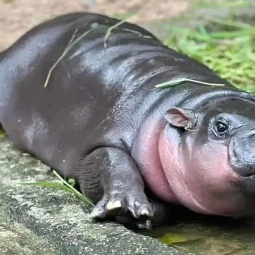 Bebe-hipopotamo-Elecciones-Estados-Unidos.webp ,