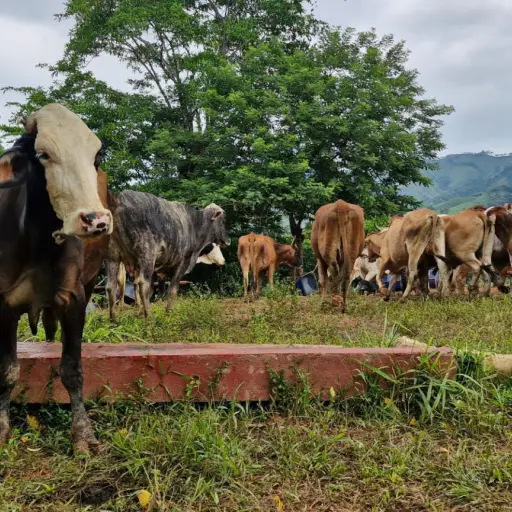 gusano-barrenador-ganado-emisoras-unidas2.jpg ,