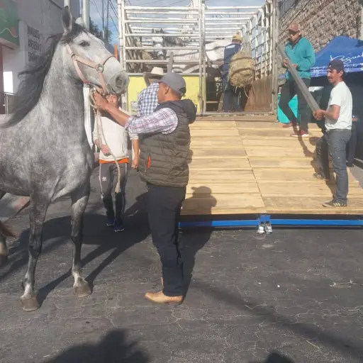 Desfile-Hipico-en-las-calles-de-Villa-Nueva.jpg ,