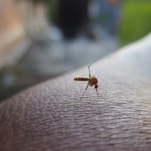 Las-autoridades-pidieron-evitar-la-proliferacion-del-mosquito-que-causa-el-denge.-Foto-PIXBAY.jpg ,