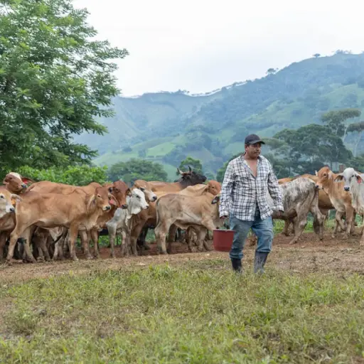MAGA contabiliza 69 casos de gusano barrenador del ganado ,MAGA