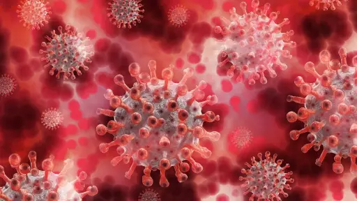 coronavirus, virus, plasma, plasma sanguíneo, covid-19, infección, patógenos ,Pixabay