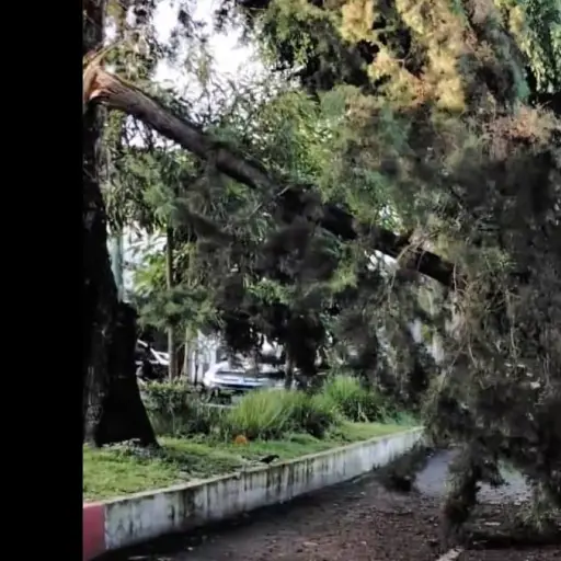 La rama de gran tamaño obstaculiza la vía vehicular en la zona 14. ,PMT capitalina/Montejo
