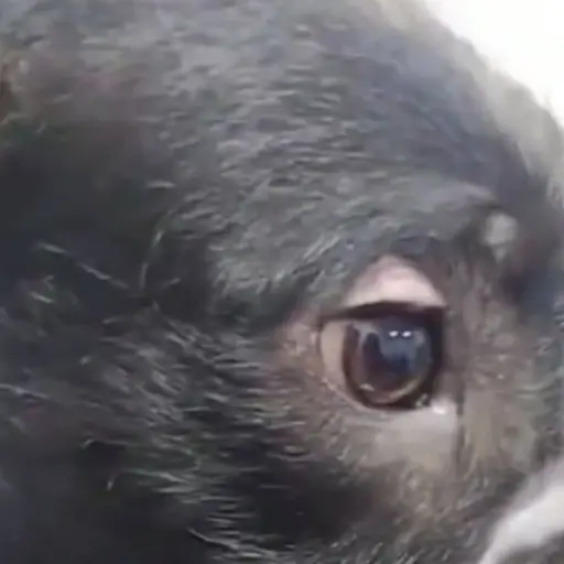 El perrito fue rescatado. ,Redes sociales