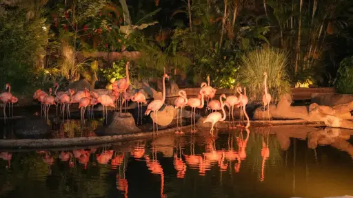 Zoológico La Aurora - Noches de Luna ,Redes sociales