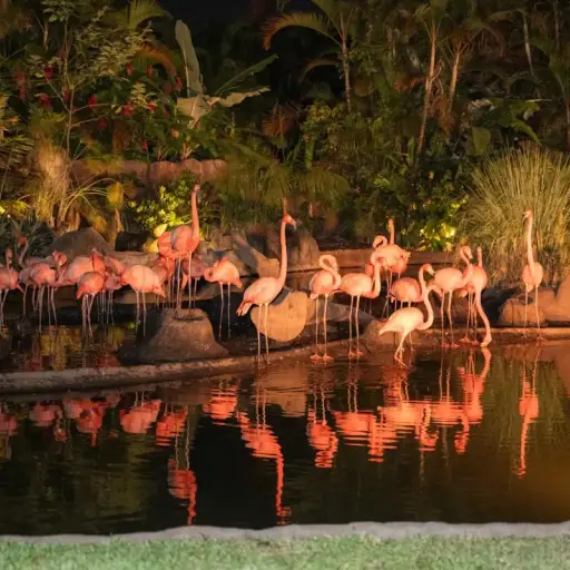 Zoológico La Aurora - Noches de Luna ,Redes sociales