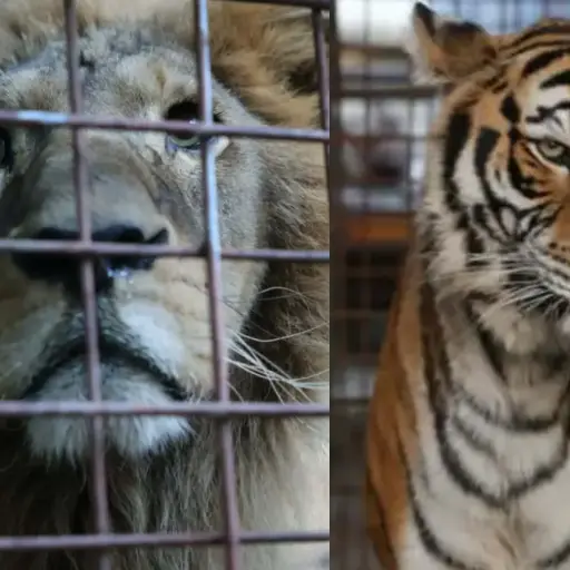 Felinos rescatados en El Progreso  ,