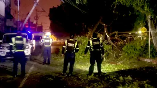 El árbol cayó en la colonia Roosevelt, zona 11. ,Bomberos Municipales Departamentales